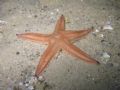 Astropecten irregularis